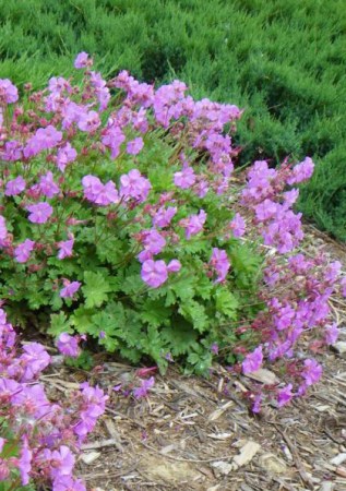 GERANIUM cantabrigense Cambridge